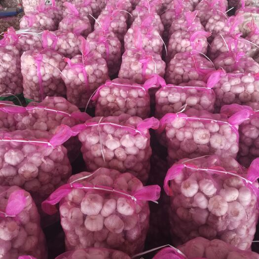 金乡县红皮蒜  金乡优质大蒜