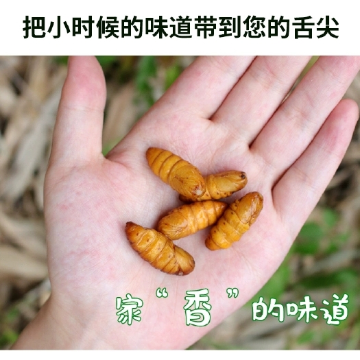 梧州蚕蛹~包邮到家