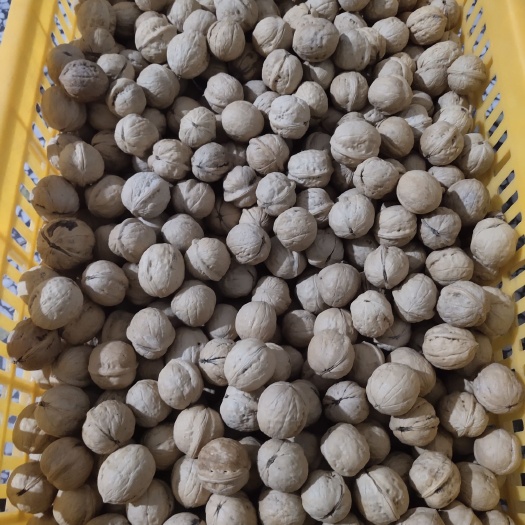 大荔县 新疆核桃可常年供应