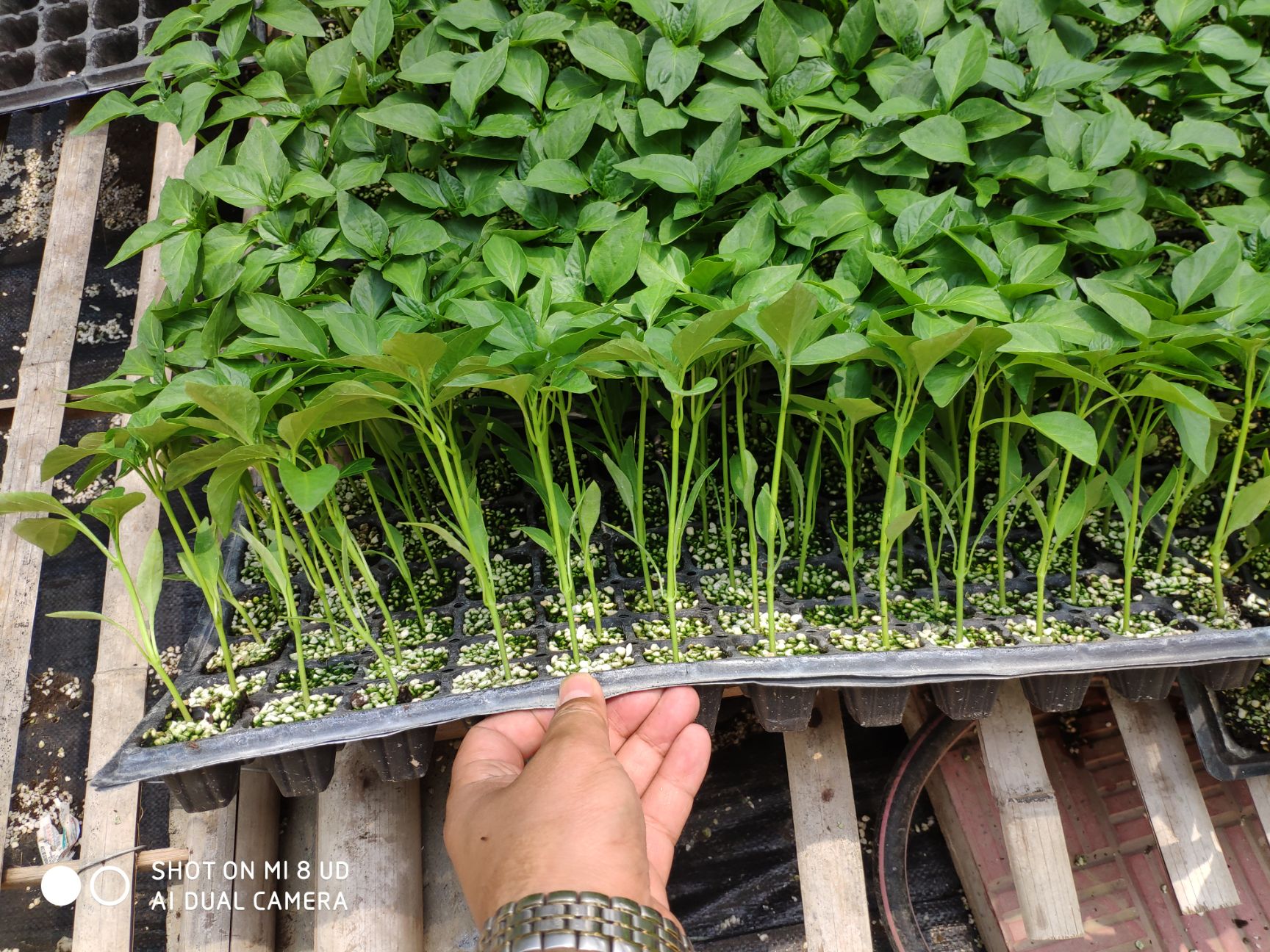  大果高产线椒苗