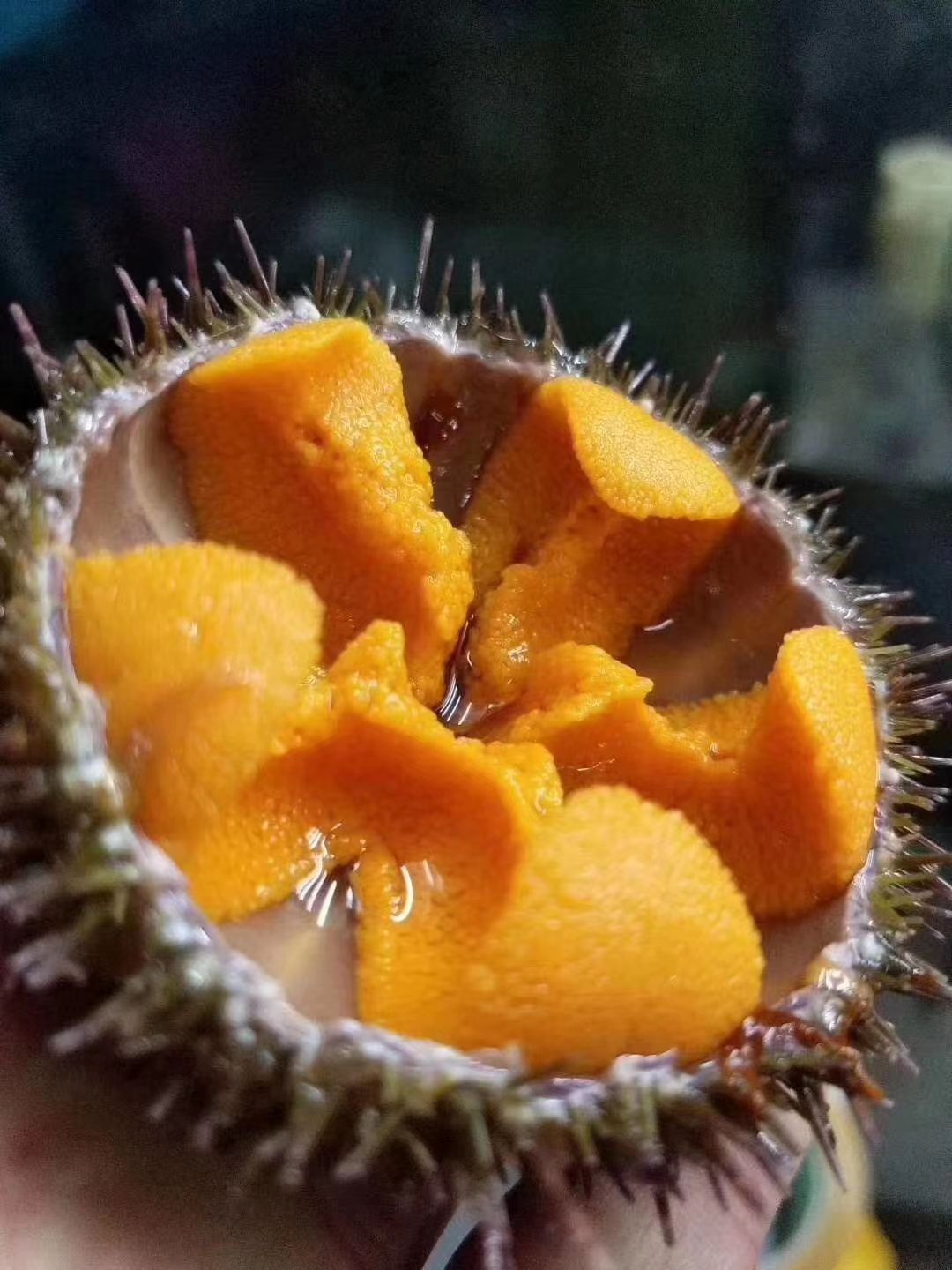 深圳海胆