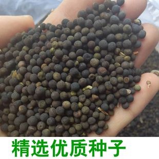罗平县苕子种子  产地直销，绿肥籽紫花光叶苕子