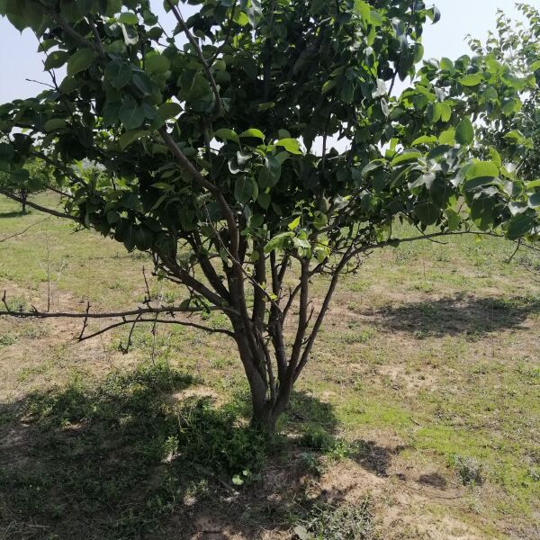 红富士苹果苗 苹果树