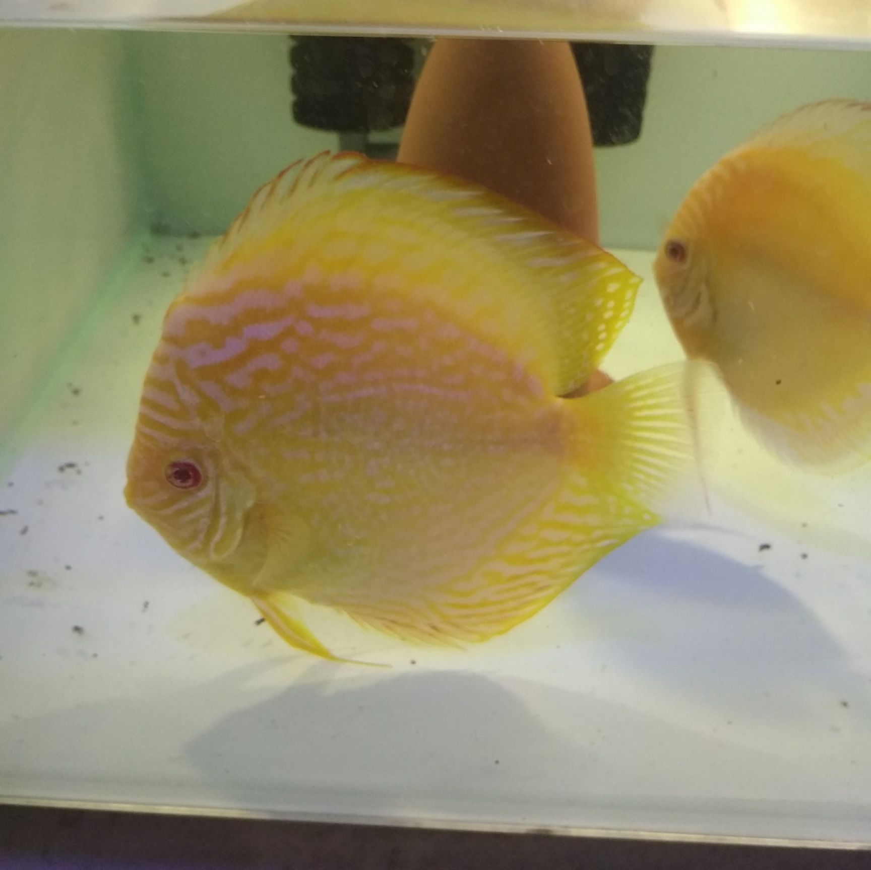 七彩神仙鱼 热带活体观赏宠物七彩鱼黄金（红眼亦曈）3-5厘米含尾苗子出售