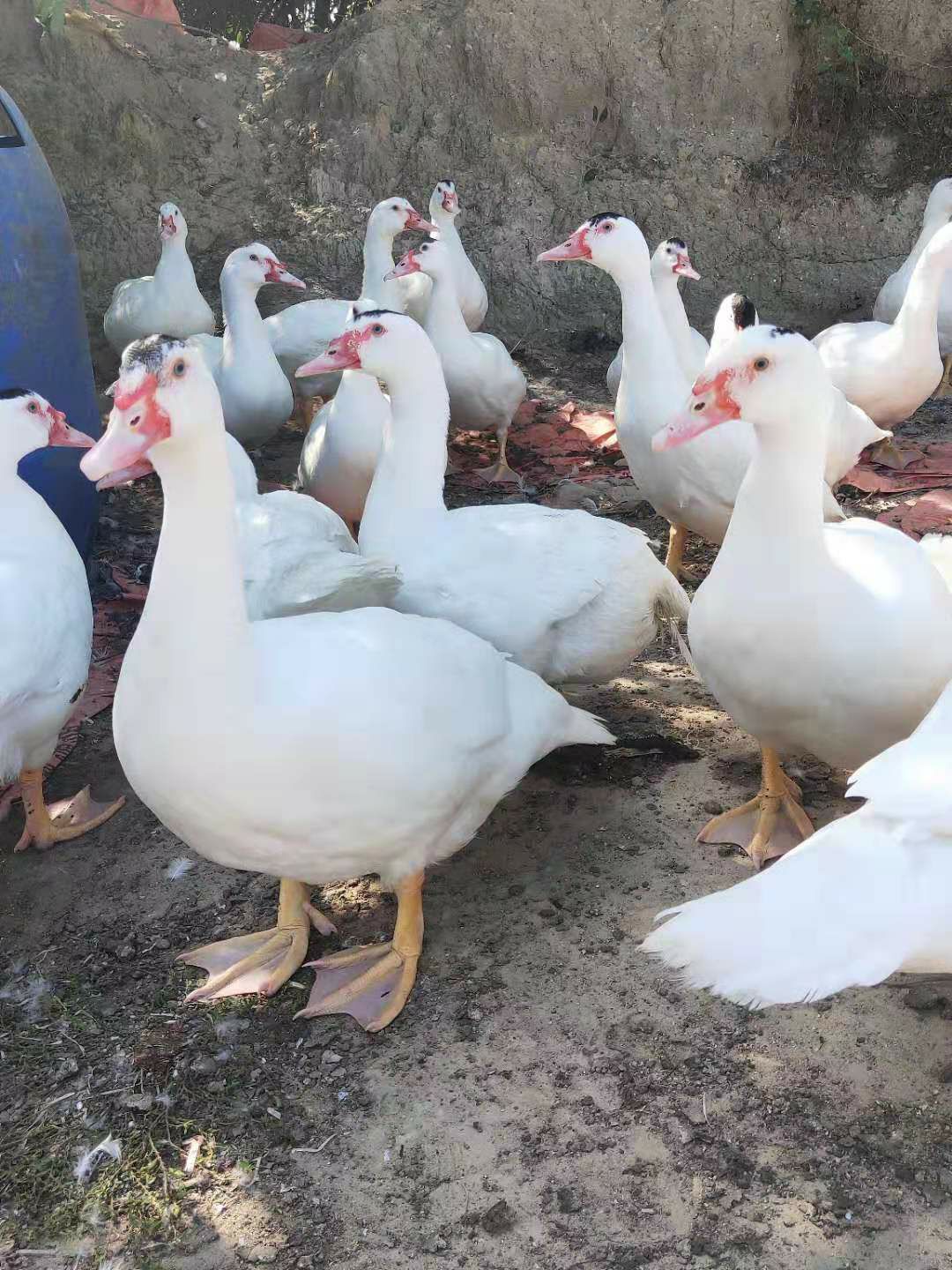  广西正宗白西洋鸭苗出售品种优良包邮