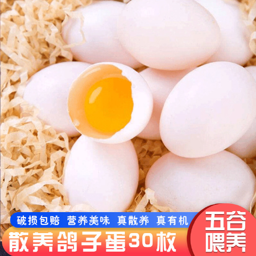 晋州市 新鲜鸽子蛋白鸽蛋顺丰包邮30枚装只发当天蛋，现捡现发