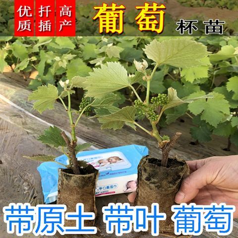 平邑县 葡萄苗甜蜜蓝宝石葡萄树苗无核无籽巨峰营养杯带土带叶爬藤果树苗