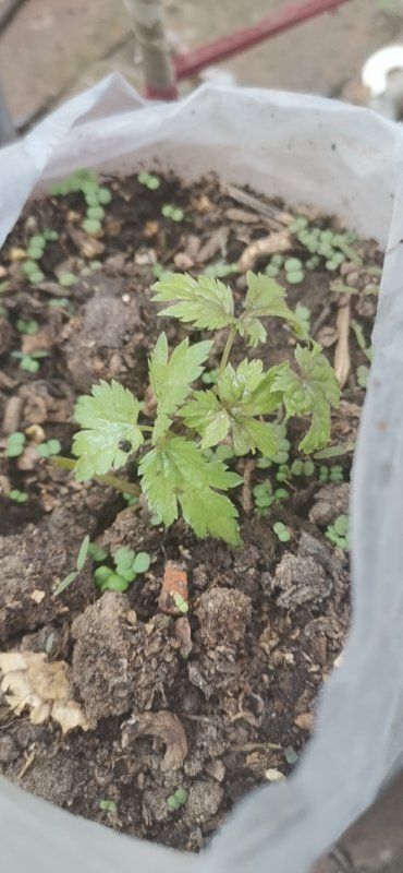 围场县苦老芽 苦力芽幼苗