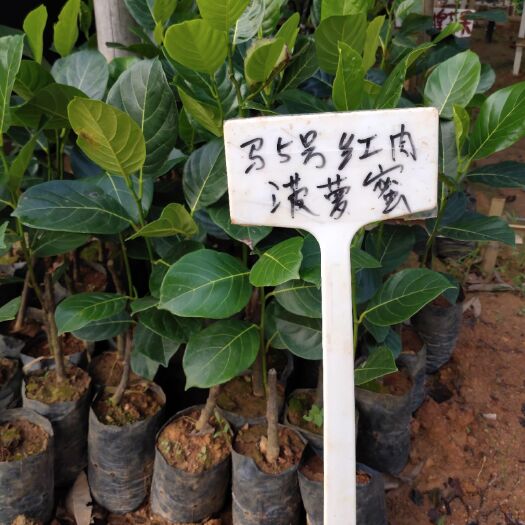 灵山县四季菠萝蜜苗