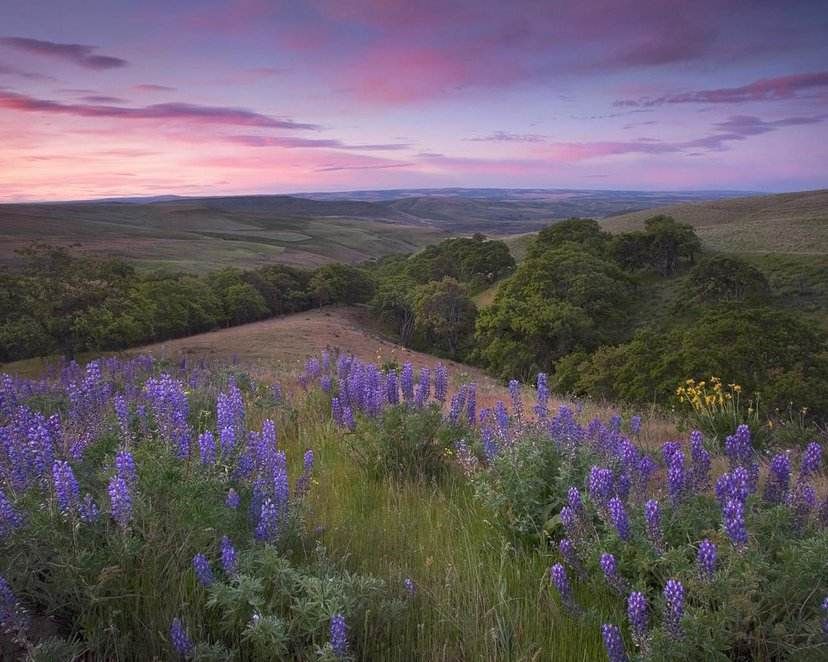  薰衣草种子【四季易种易活耐热耐寒】室内室外庭院阳台盆栽花种子