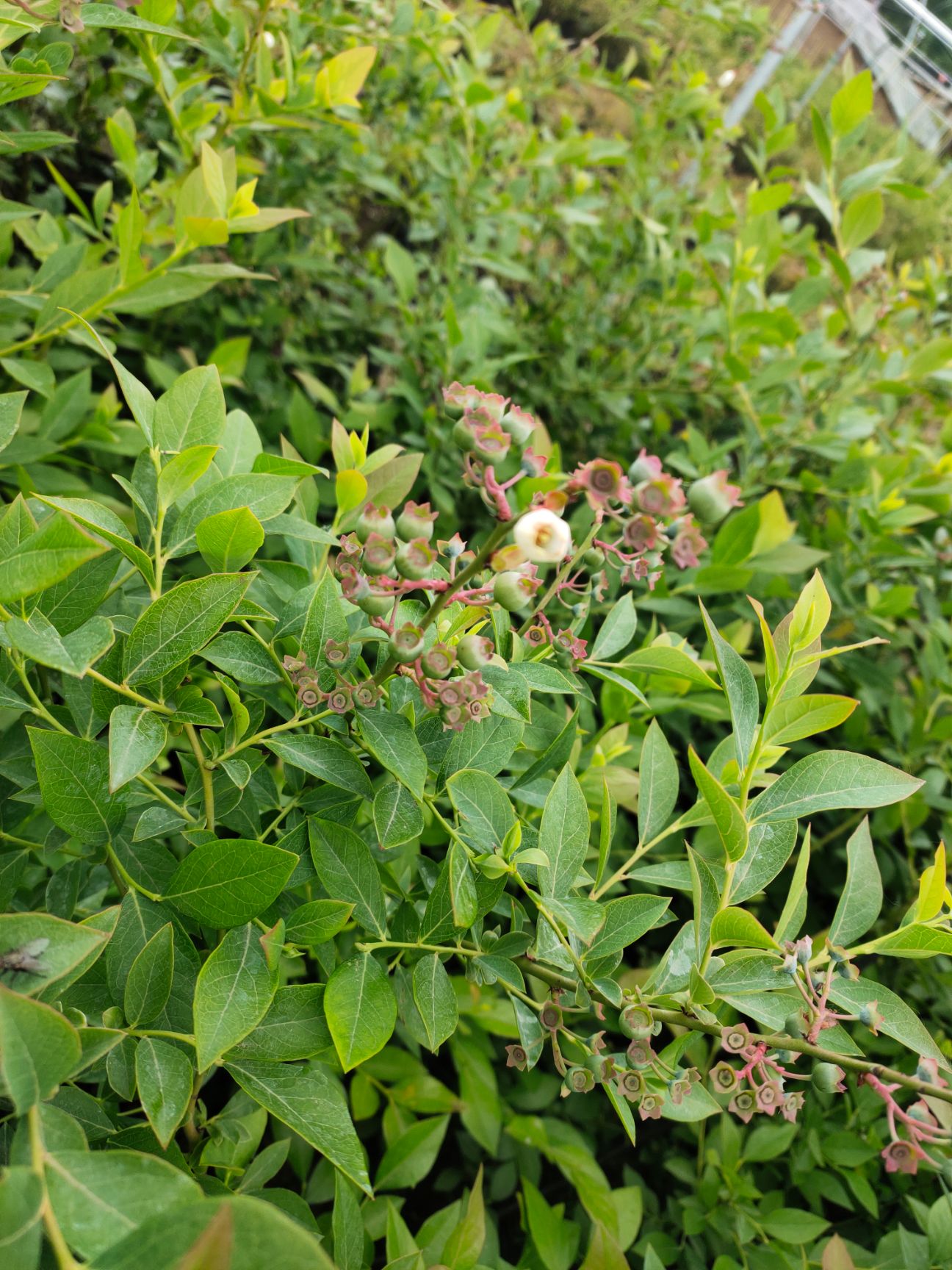 莱克西蓝莓苗  蓝莓苗 兔眼 奥尼尔 蓝丰 绿宝石 客来西 等品种蓝莓