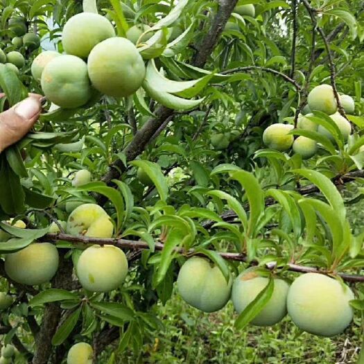 贞丰县四月李 四月青脆李