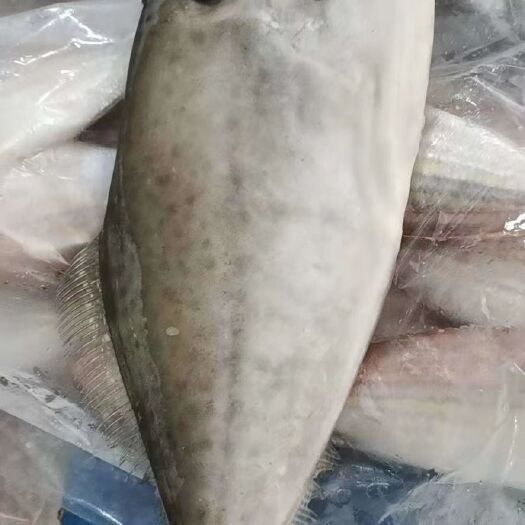 北海包公鱼 北部湾大剥皮鱼，一条2/4斤