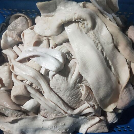牛大腸 不帶油，大腸，半成品。