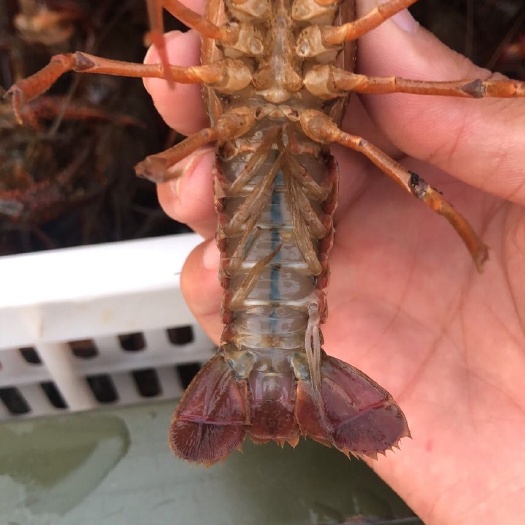 潜江市 潜江小龙虾批发