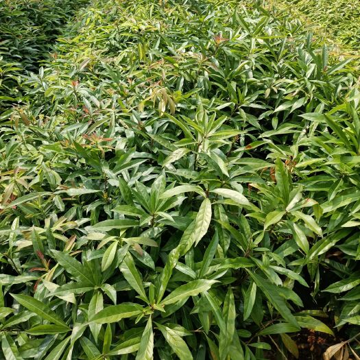 广州木荷杯苗批发     规格质量保证