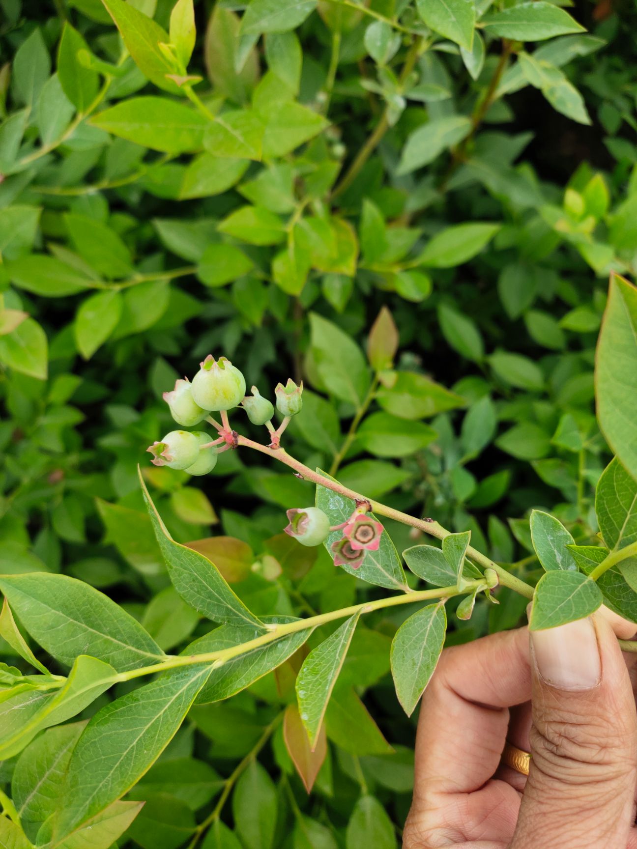 莱克西蓝莓苗  蓝莓苗 兔眼 奥尼尔 蓝丰 绿宝石 客来西 等品种蓝莓