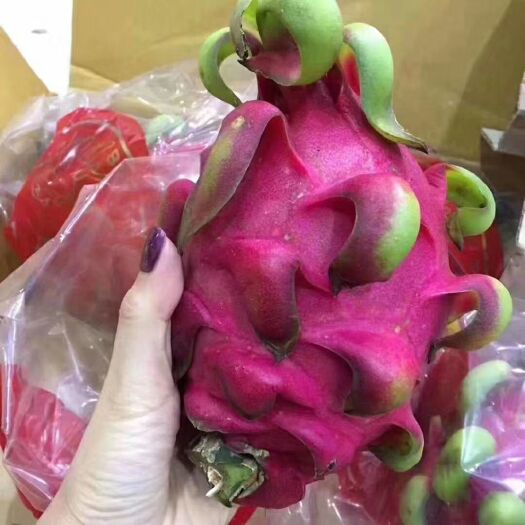 杭州 红心火龙果