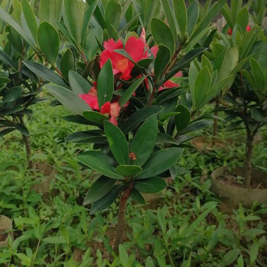 灵山县山茶花  四季都开花