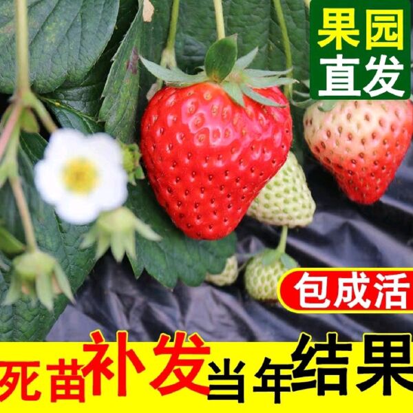 脱毒草莓苗  草莓苗 货品齐全，规格众多，现挖现发，基地直销