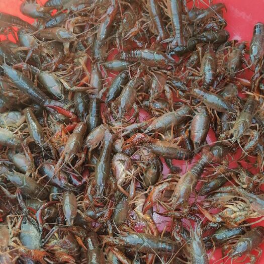 沙洋县洪湖小龙虾 淡水虾，底板干劲