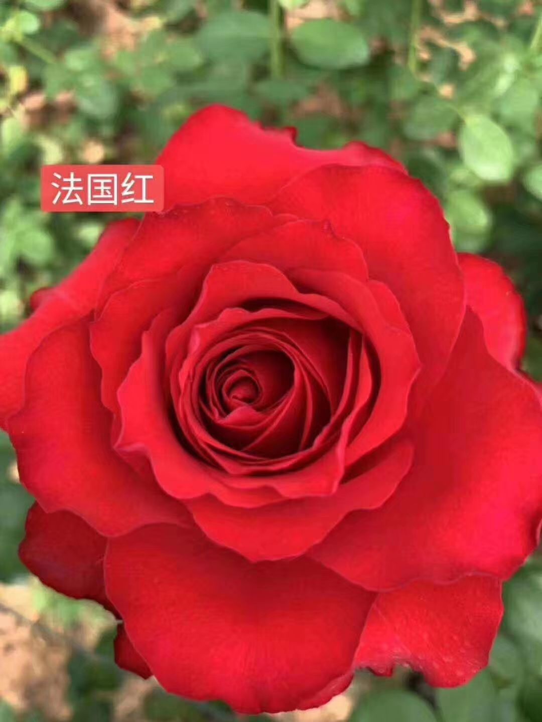  精品月季苗   10～20   颜色多样  云南基地直销