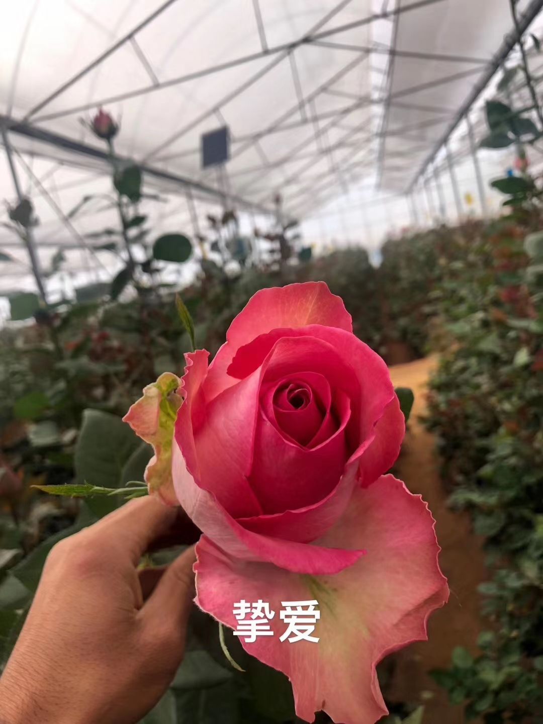  精品月季苗   10～20   颜色多样  云南基地直销