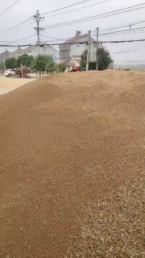 钟祥市 大量出售今年新小麦，容重在770左右，水分在14到17