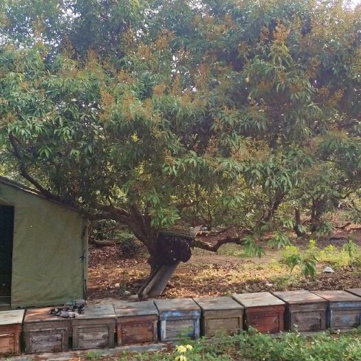 惠来县 蜂蜜 意蜂蜜 土蜂蜜 荔枝龙眼蜂蜜 冬蜜 量多优惠