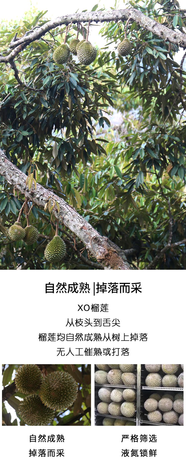 底价批发-马来西亚速冻D24苏丹王榴莲果肉-350g/盒