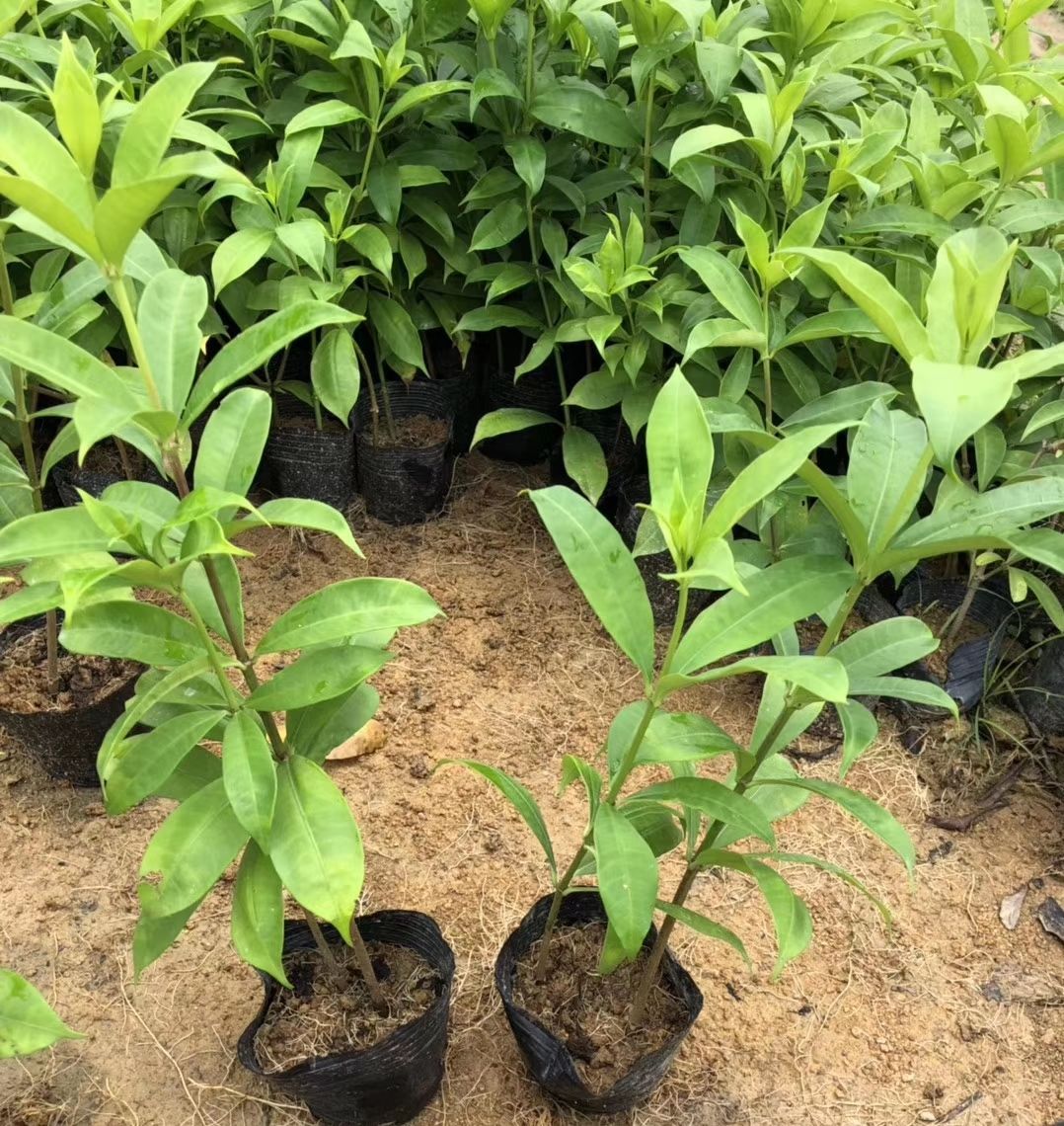  软枝黄蝉 硬枝黄蝉