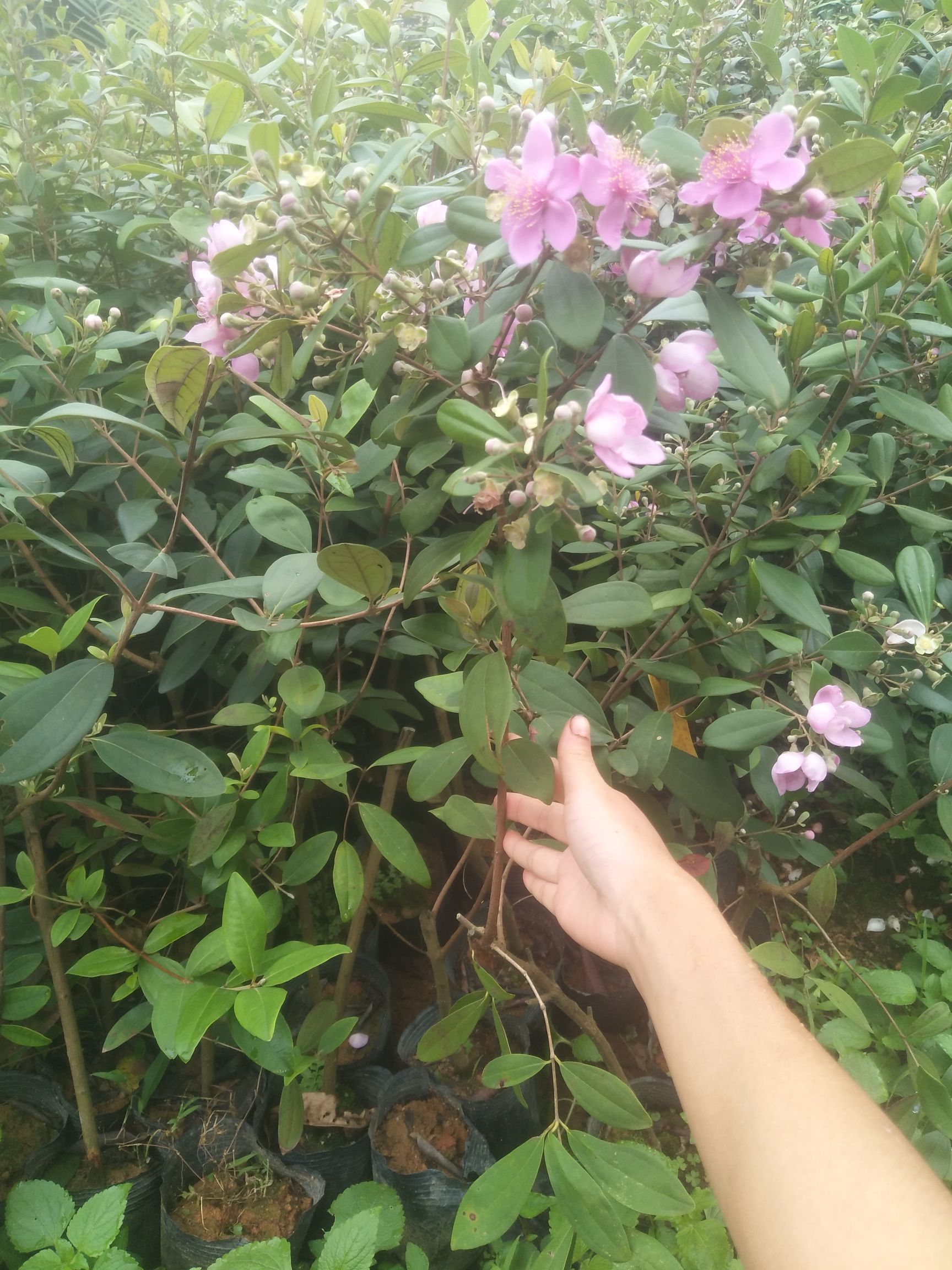 桃金娘苗  桃金娘杯苗