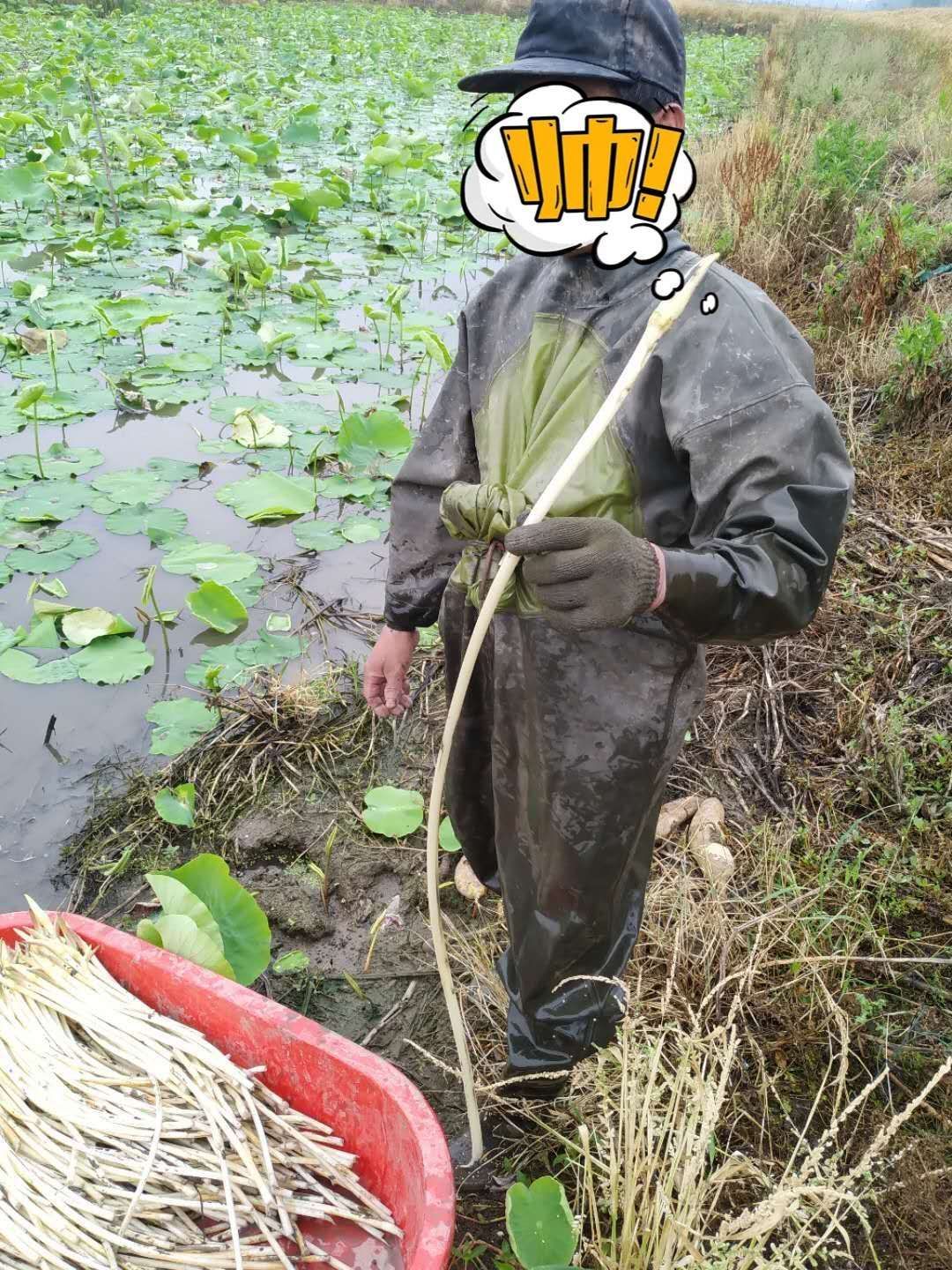 藕带 洪湖新鲜笔沾货源稳定