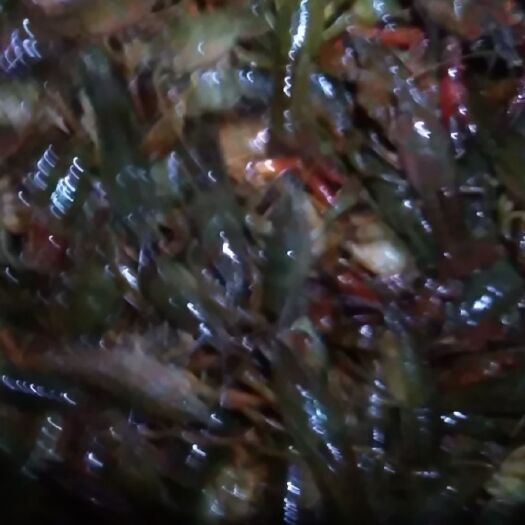 益阳洪湖小龙虾 青虾