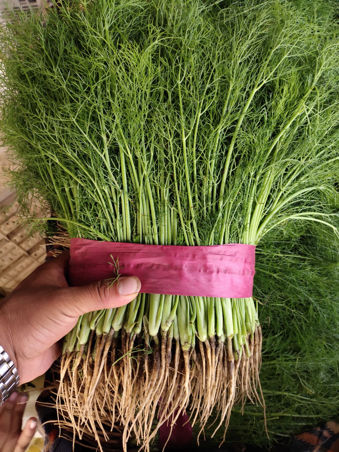 小茴香  精品茴香苗。全年供应。质量保证。一条龙服务。商超专