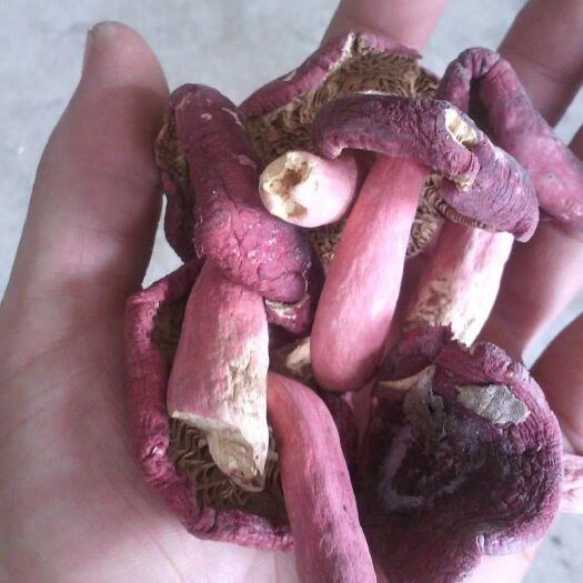 方城县花菇 纯山里采摘，季节供应，可预订