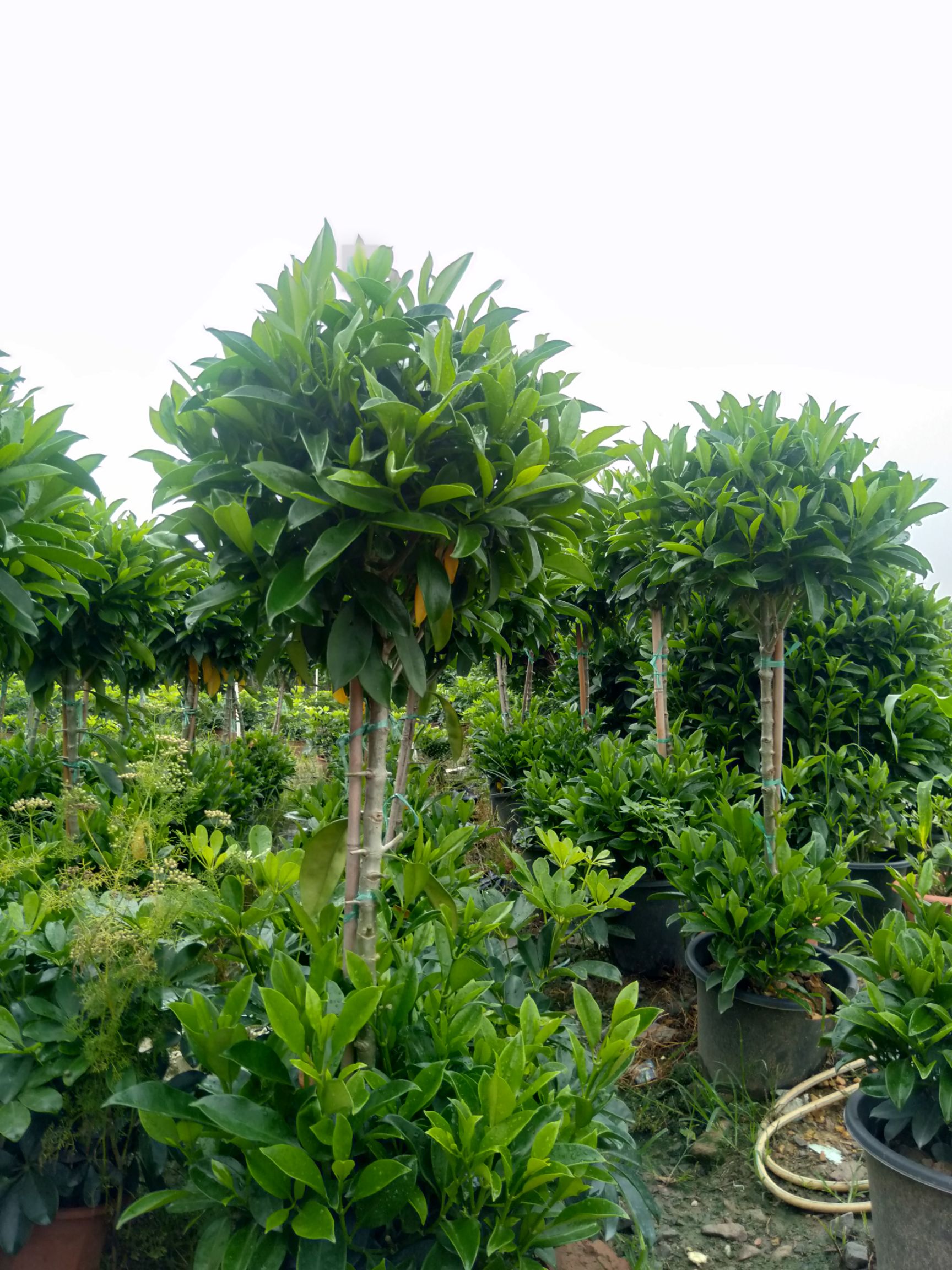 非洲茉莉 两层茉莉，