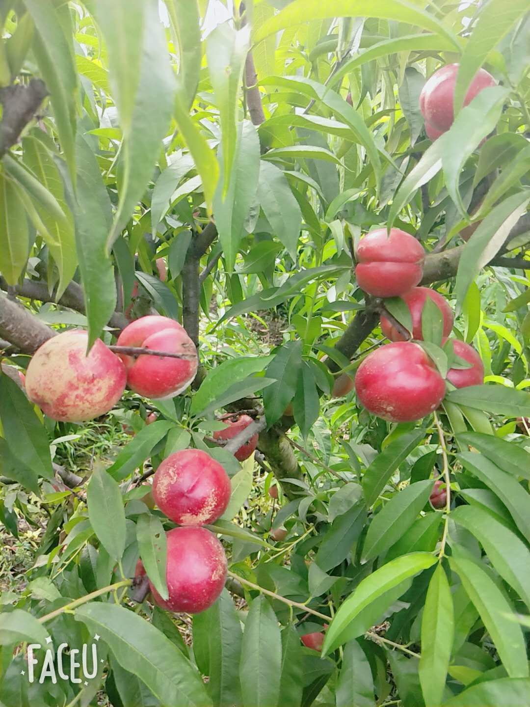 中油4号油桃 中油4号