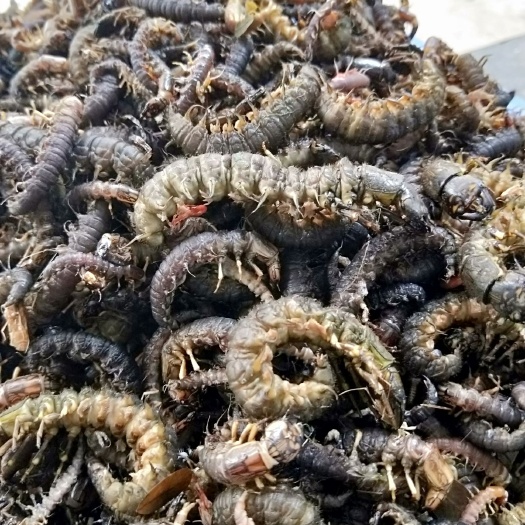 百色爬沙虫 专卖各类食用昆虫，批发公鸡蛋，黄鳝