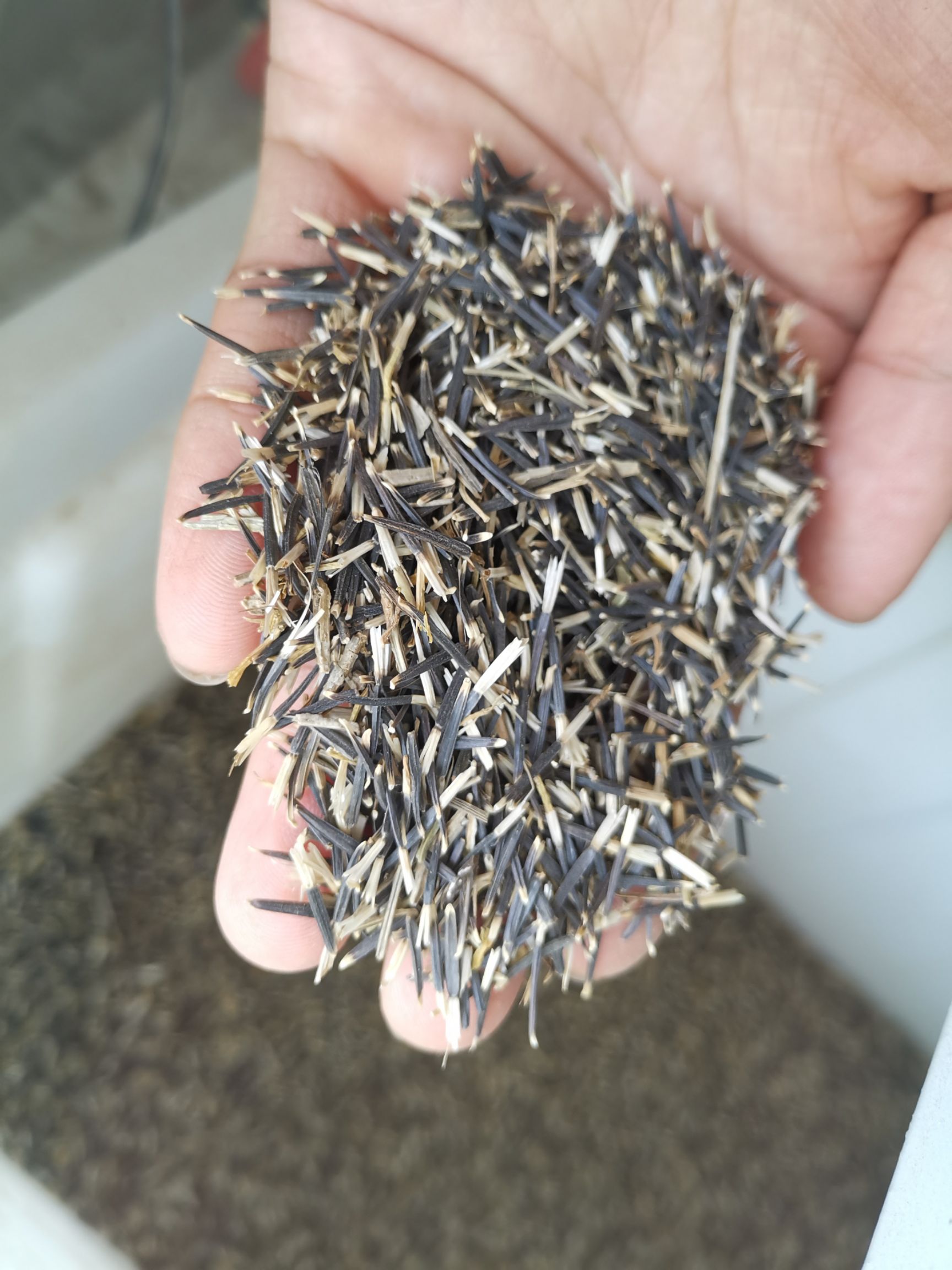  优质万寿菊种子基地直供批发价格