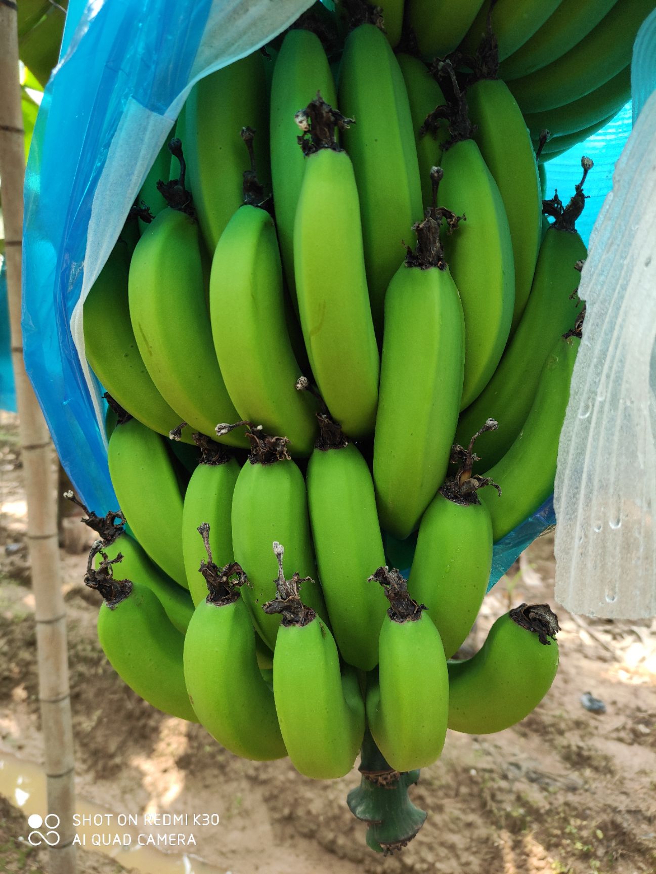  香蕉