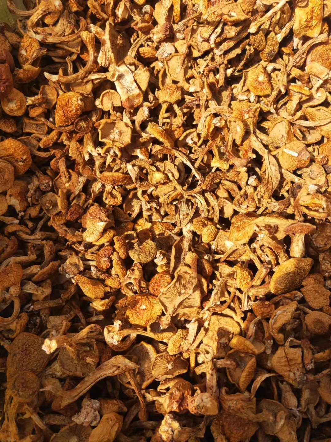 滑子菇菌种 滑子菇菌类的一种大量现货