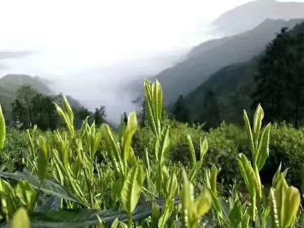  太平猴魁布尖