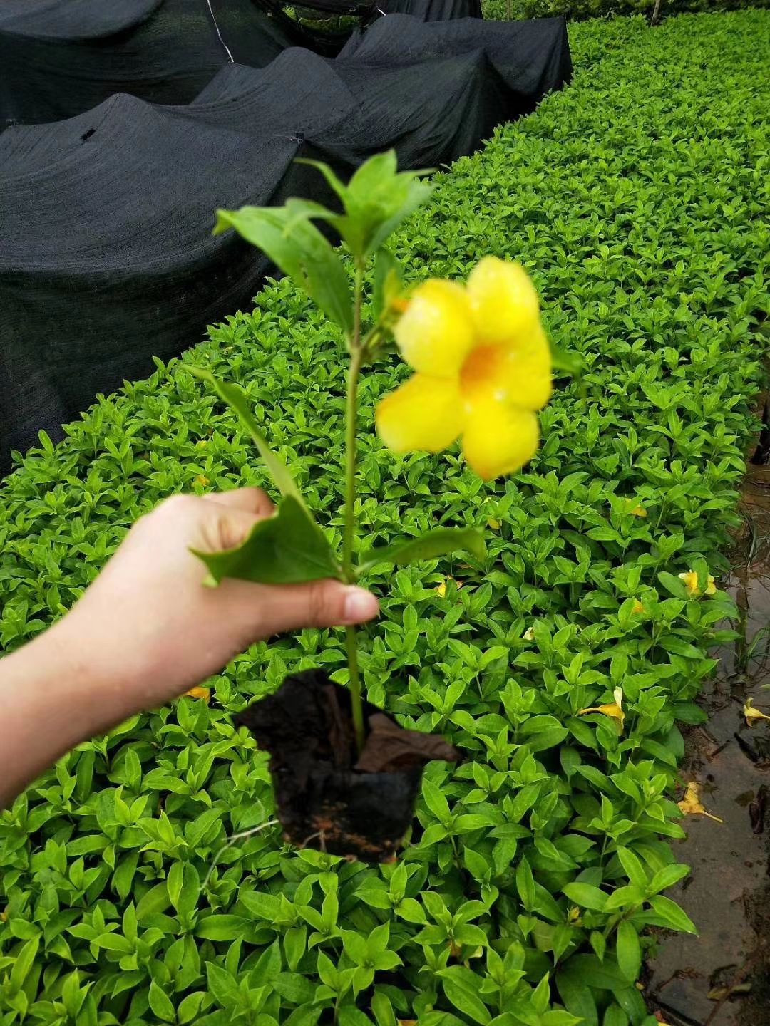  软枝黄蝉 硬枝黄蝉