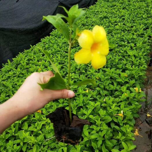  软枝黄蝉 硬枝黄蝉
