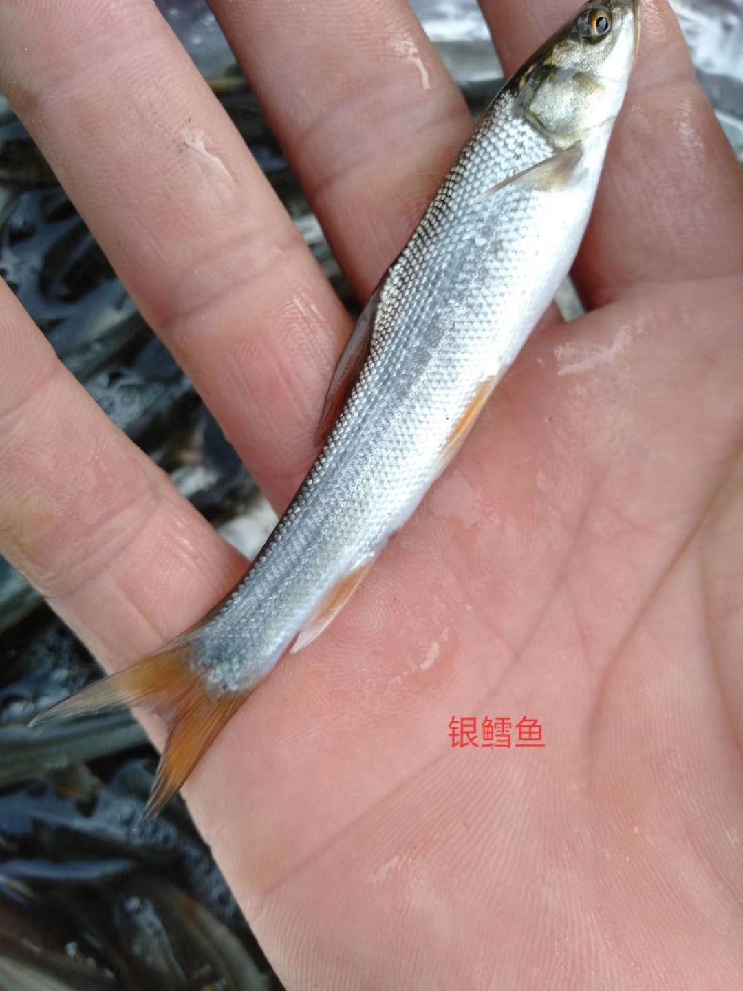  优质鲫鱼苗 存活高 提供养殖技术