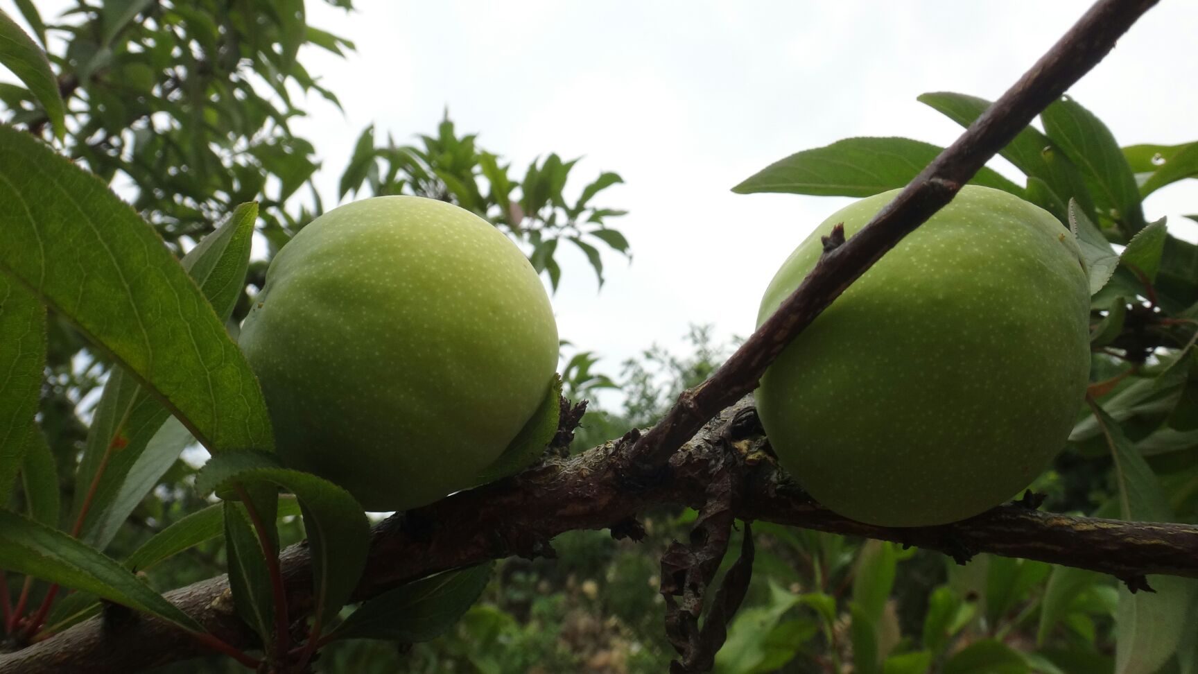  李子 巫山脆李 一级果  6斤装 顺丰包邮
