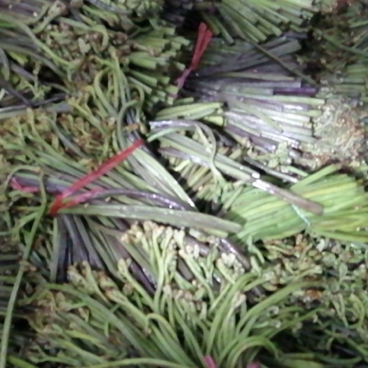 六盘水高山蕨菜 鲜货