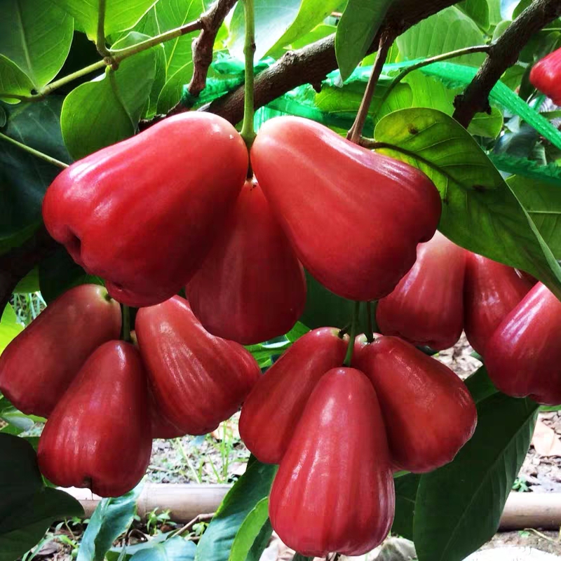 莲雾苗 莲雾果木树苗