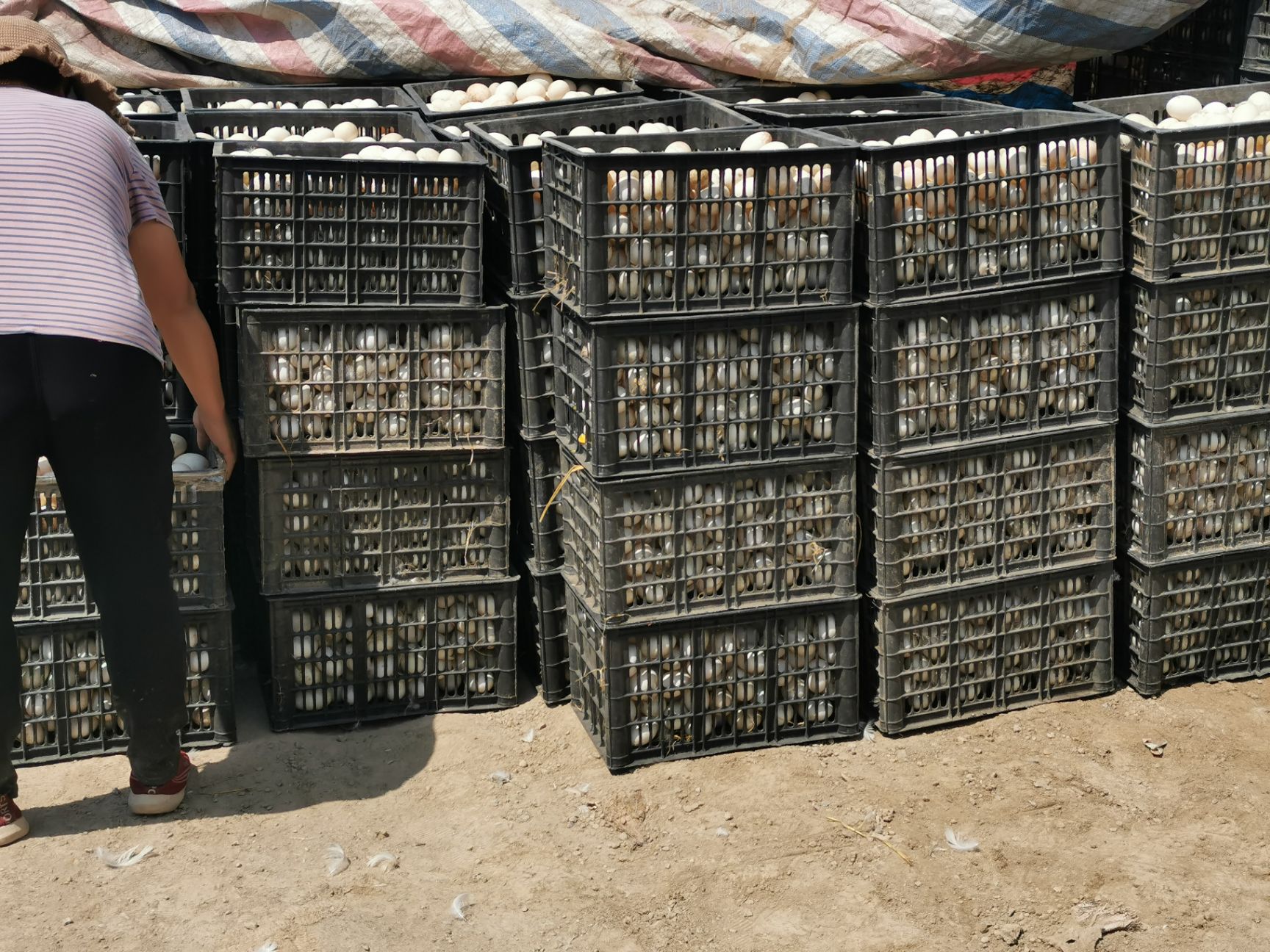 白皮鸭蛋，青皮鸭蛋，双黄蛋，常年供应！